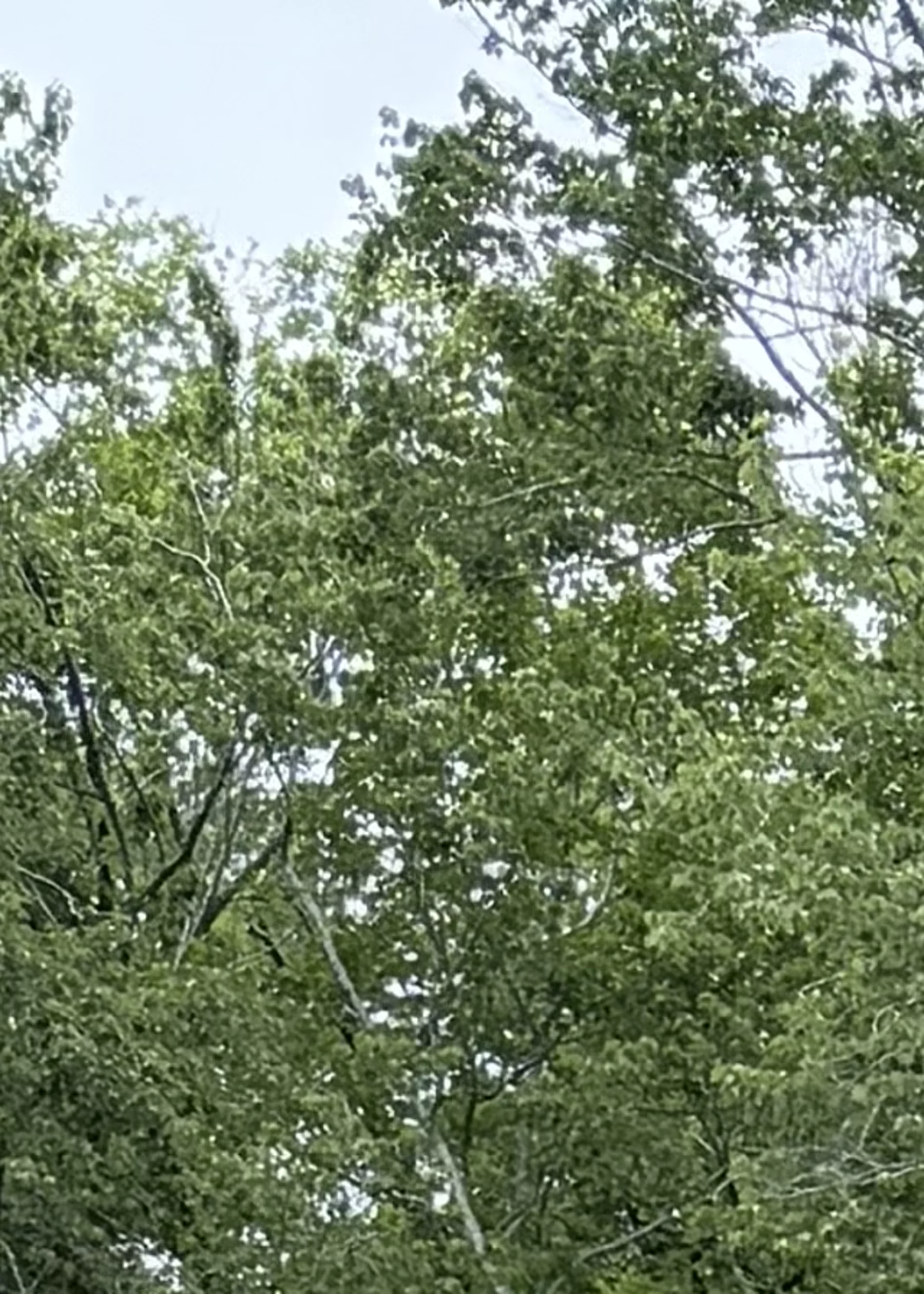 Wooded ridge context near 129 Burkett