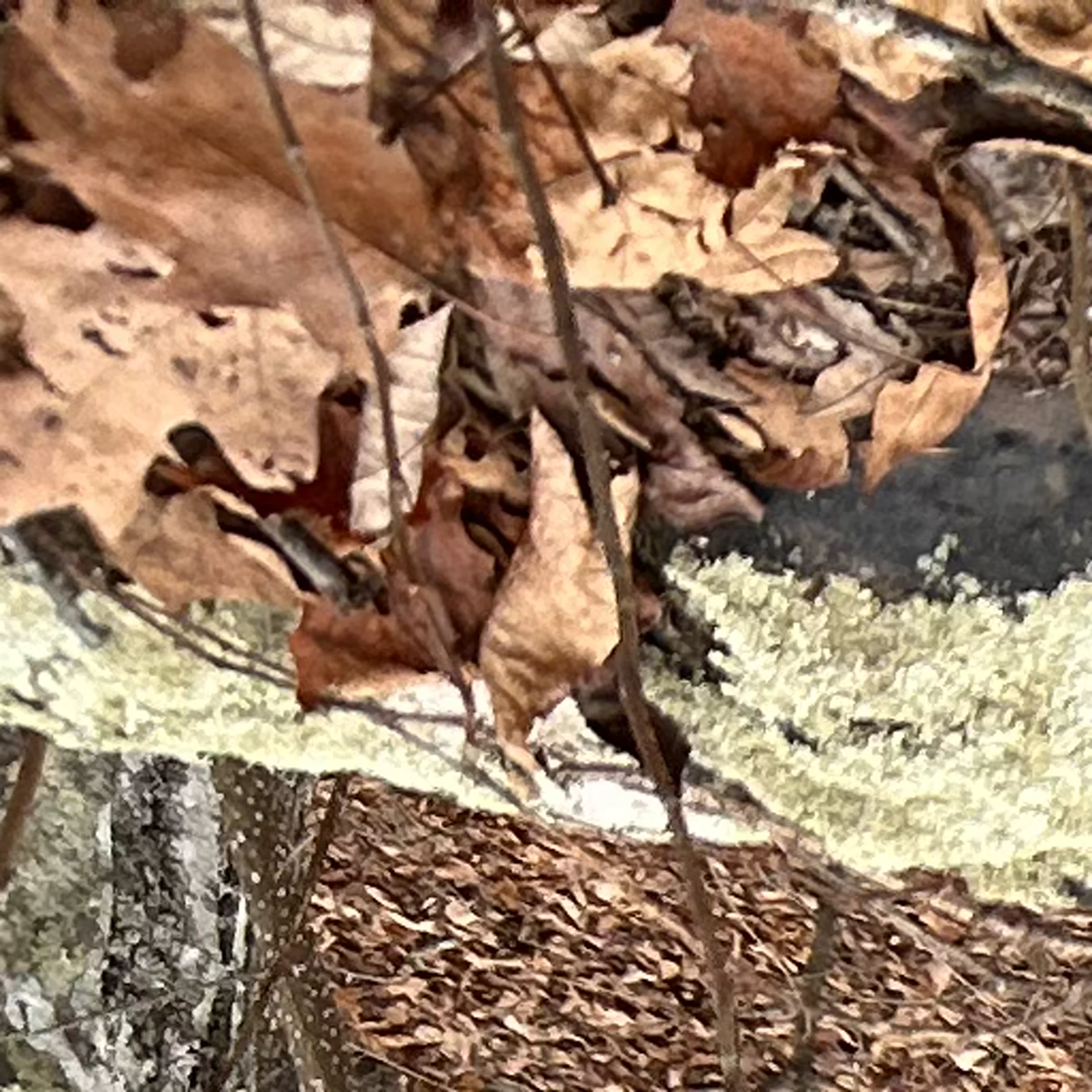 Detail photo from the 129 Burkett photo set