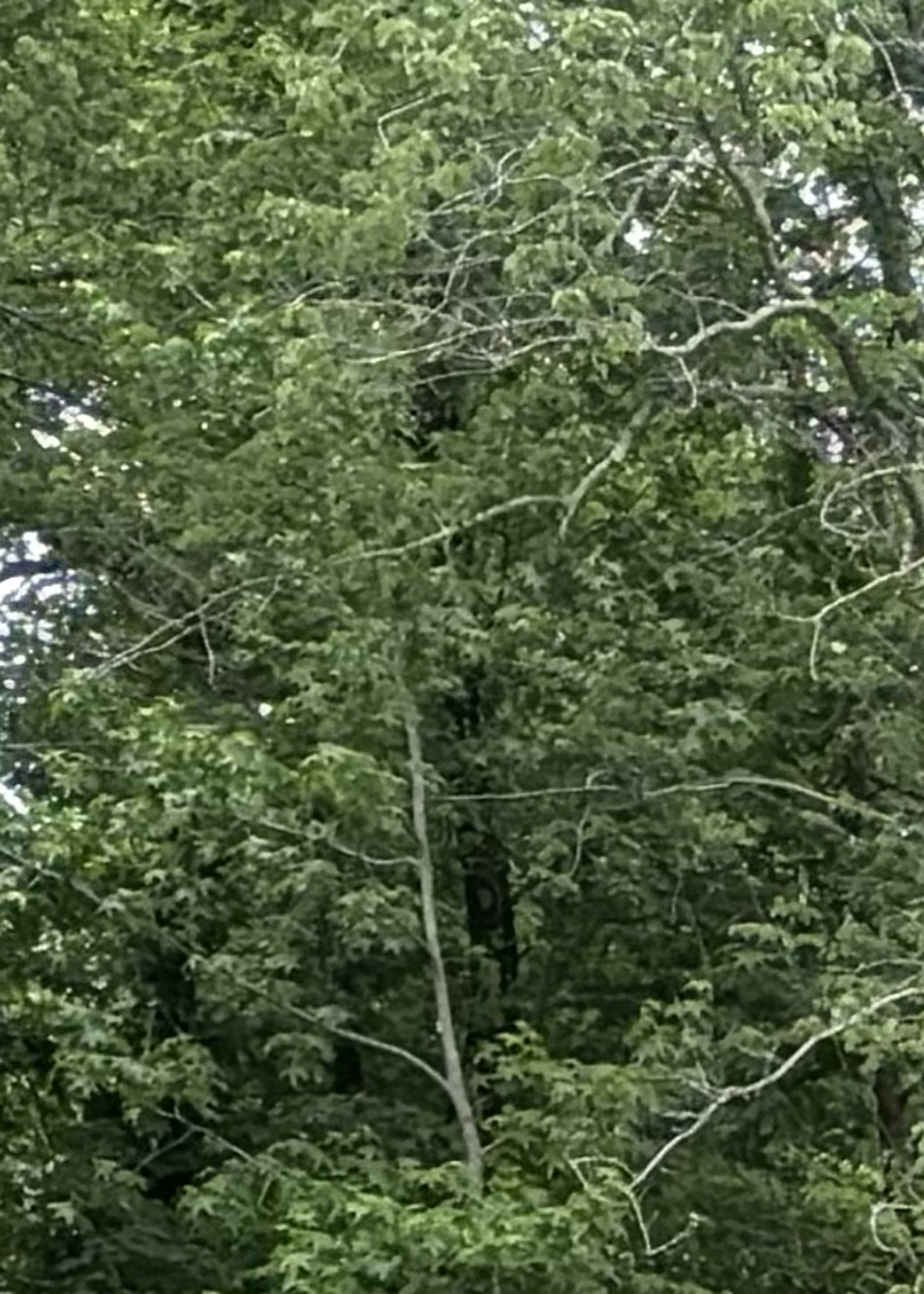 Wooded setting near the property