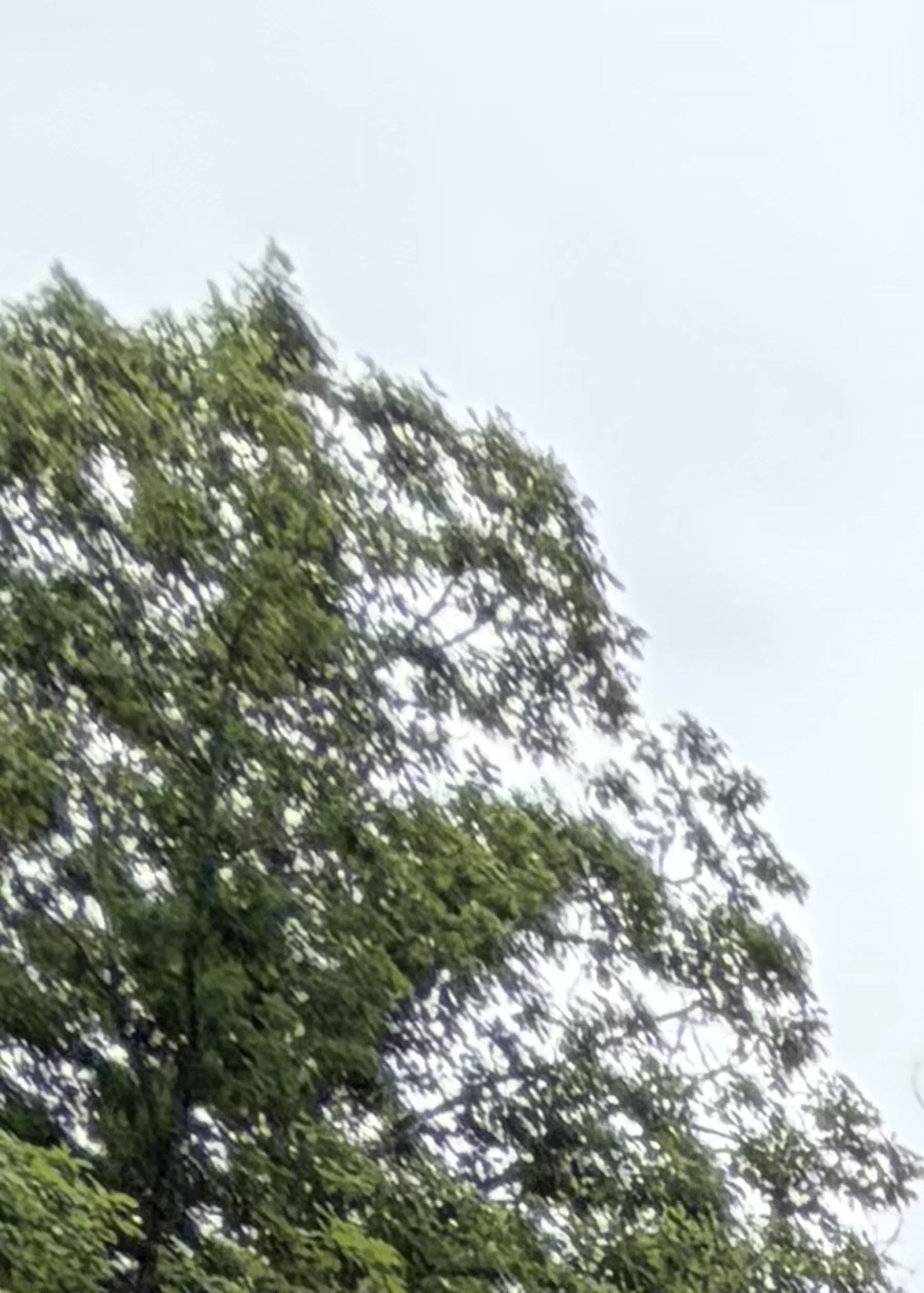 Ridge/tree view near the property